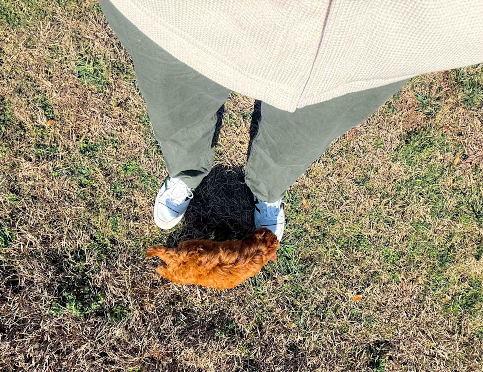 Mini Goldendoodle Pup Being Cute