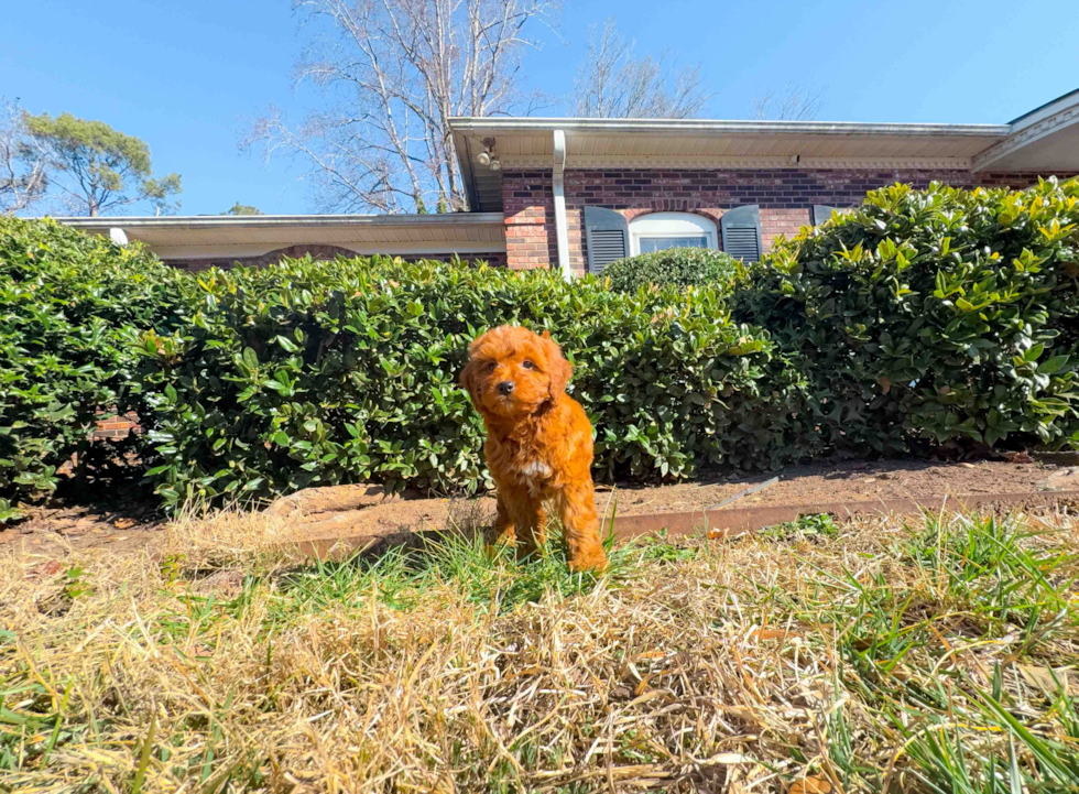 Best Mini Goldendoodle Baby