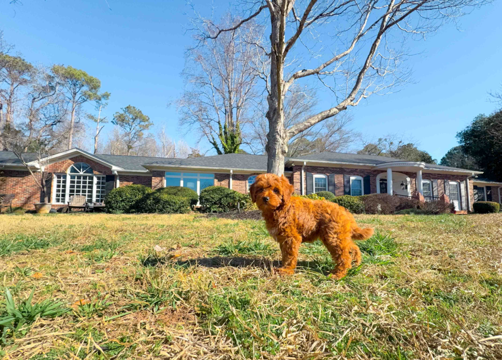 Cute Mini Goldendoodle Baby