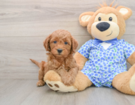 7 week old Mini Goldendoodle Puppy For Sale - Simply Southern Pups