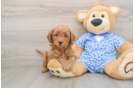 Mini Goldendoodle Pup Being Cute