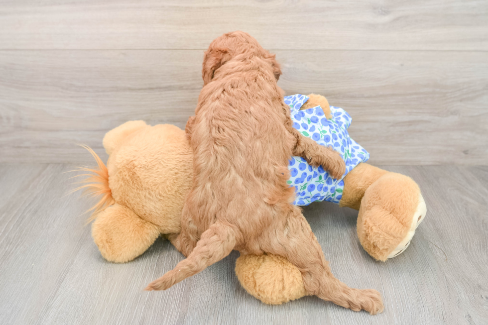 Happy Mini Goldendoodle Baby