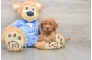 Best Mini Goldendoodle Baby