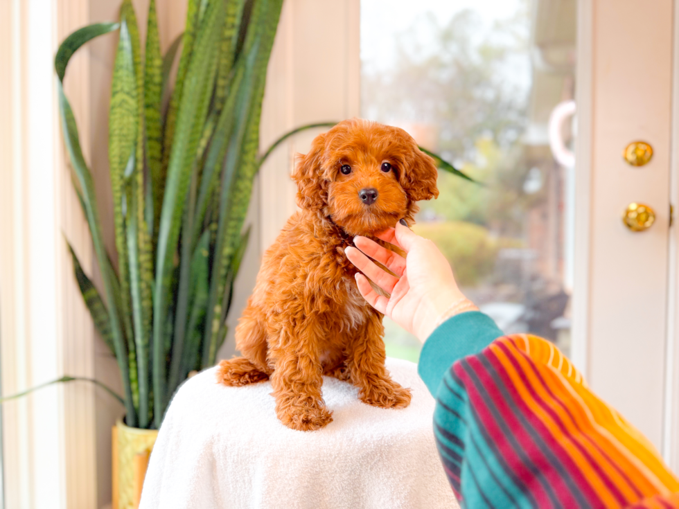 Mini Goldendoodle Puppy for Adoption