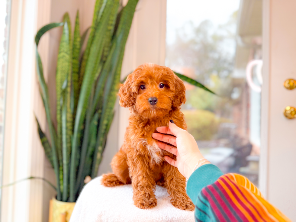 Cute Mini Goldendoodle Poodle Mix Pup
