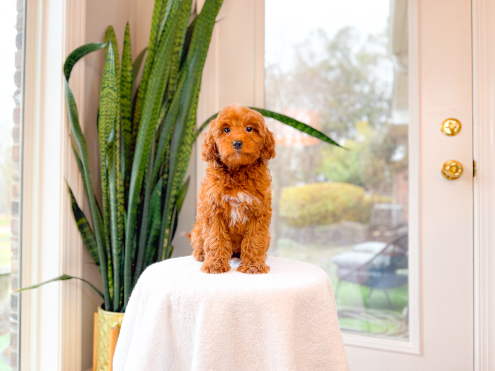 Mini Goldendoodle Pup Being Cute
