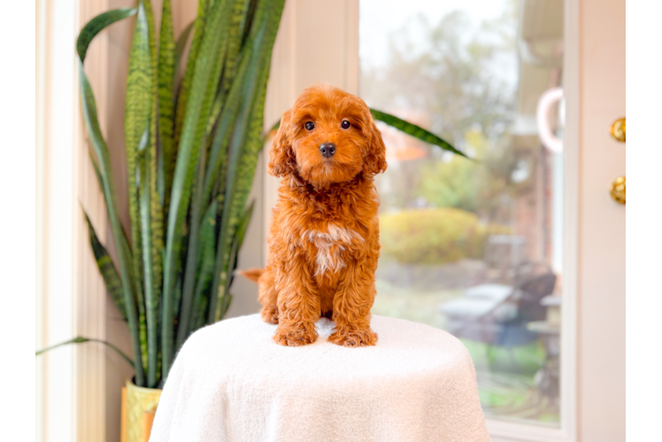 Mini Goldendoodle Puppy for Adoption