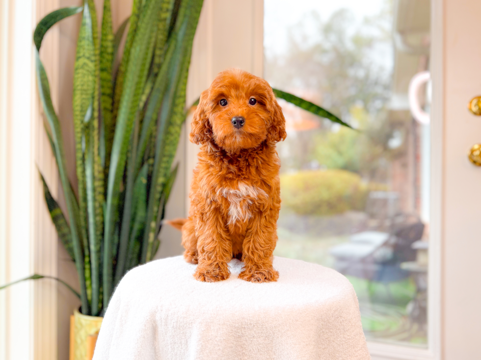 Mini Goldendoodle Puppy for Adoption