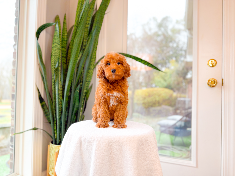 Mini Goldendoodle Puppy for Adoption