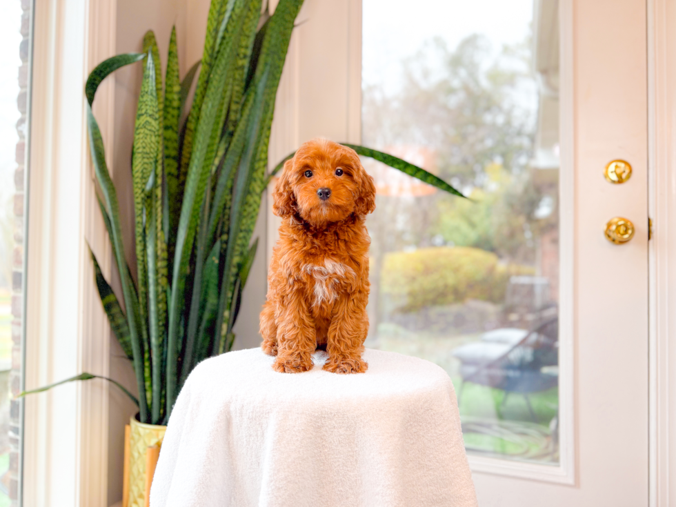 Cute Mini Goldendoodle Poodle Mix Pup