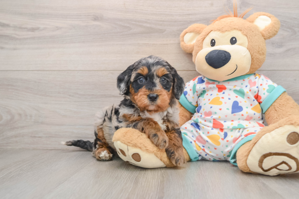 Smart Mini Goldendoodle Poodle Mix Pup