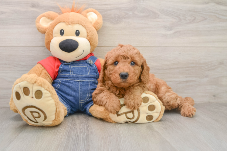 Mini Goldendoodle Pup Being Cute