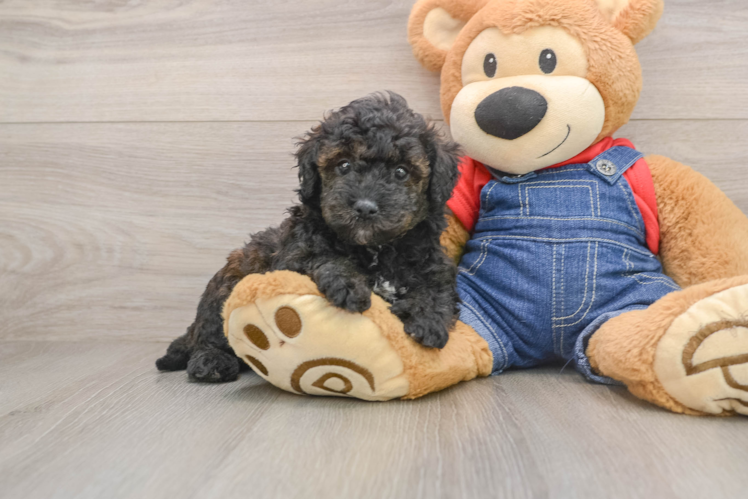 Small Mini Goldendoodle Baby