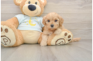 Mini Goldendoodle Pup Being Cute