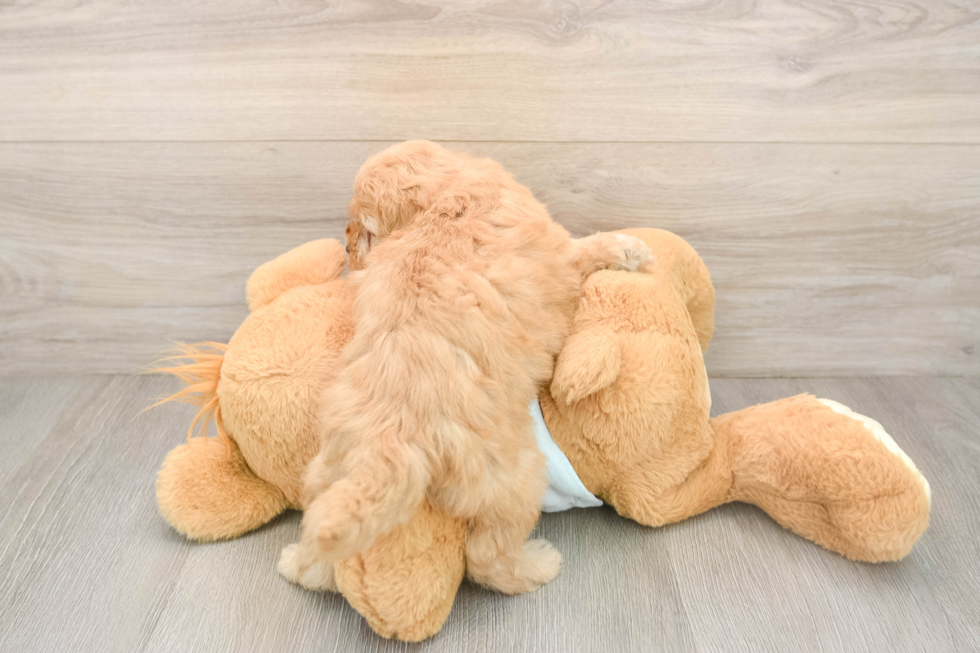 Mini Goldendoodle Pup Being Cute