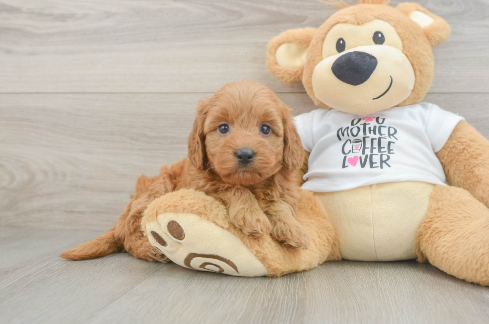 5 week old Mini Goldendoodle Puppy For Sale - Simply Southern Pups