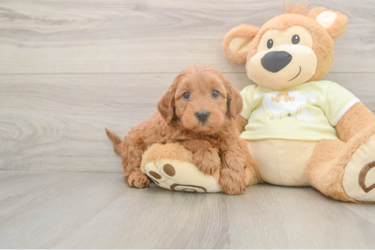 Little Mini Goldenpoo Poodle Mix Puppy