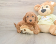7 week old Mini Goldendoodle Puppy For Sale - Simply Southern Pups