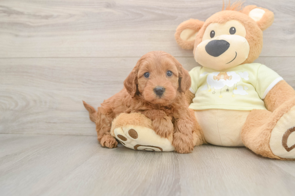 6 week old Mini Goldendoodle Puppy For Sale - Simply Southern Pups