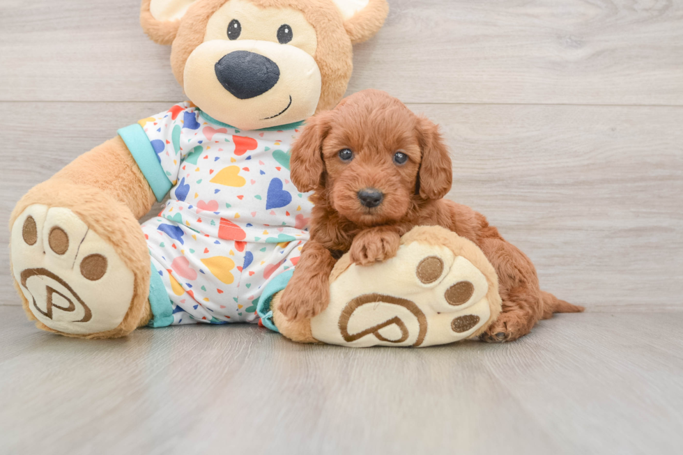 Mini Goldendoodle Pup Being Cute