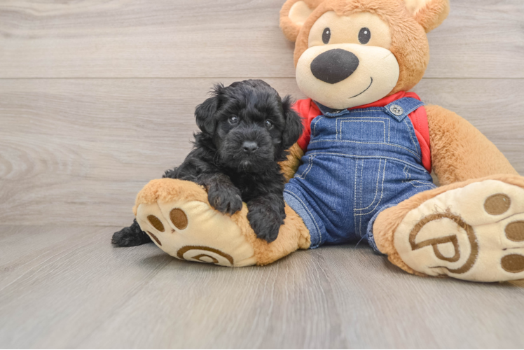 Playful Mini Groodle Poodle Mix Puppy