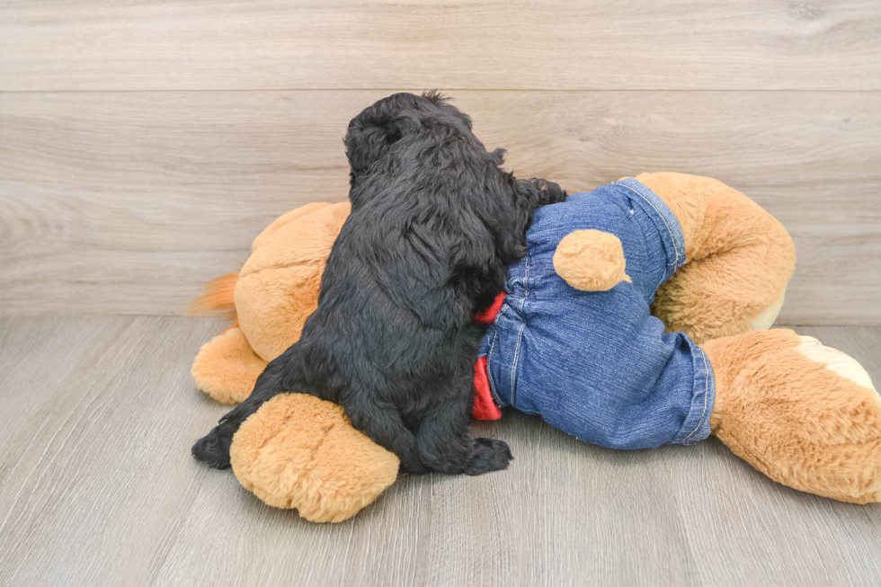 Best Mini Goldendoodle Baby