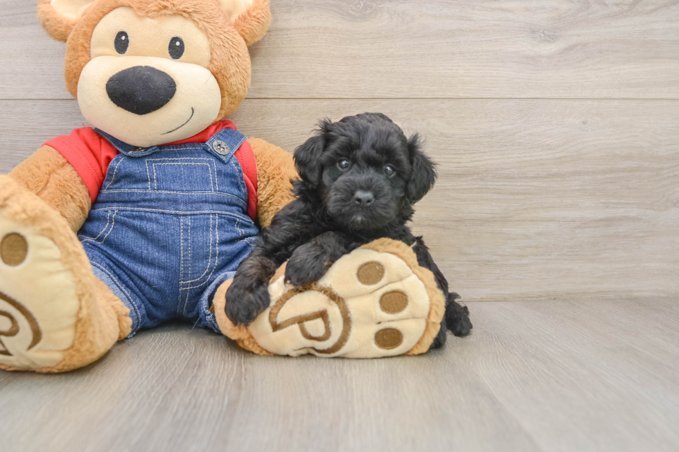 Best Mini Goldendoodle Baby