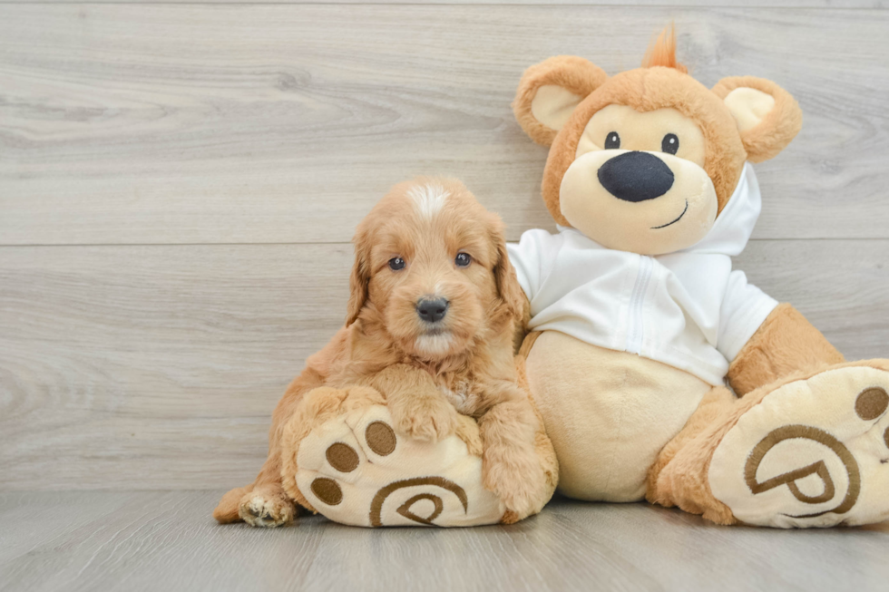 Mini Goldendoodle Pup Being Cute