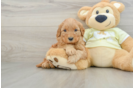 Mini Goldendoodle Pup Being Cute