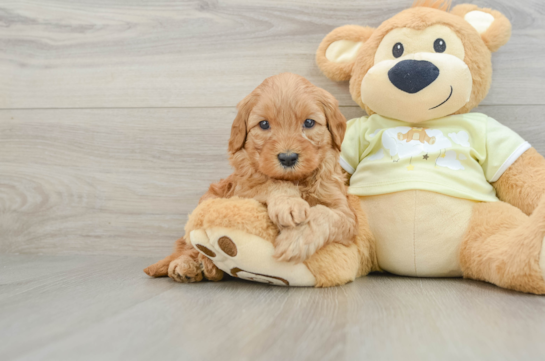 Mini Goldendoodle Pup Being Cute