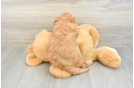 Mini Goldendoodle Puppy for Adoption