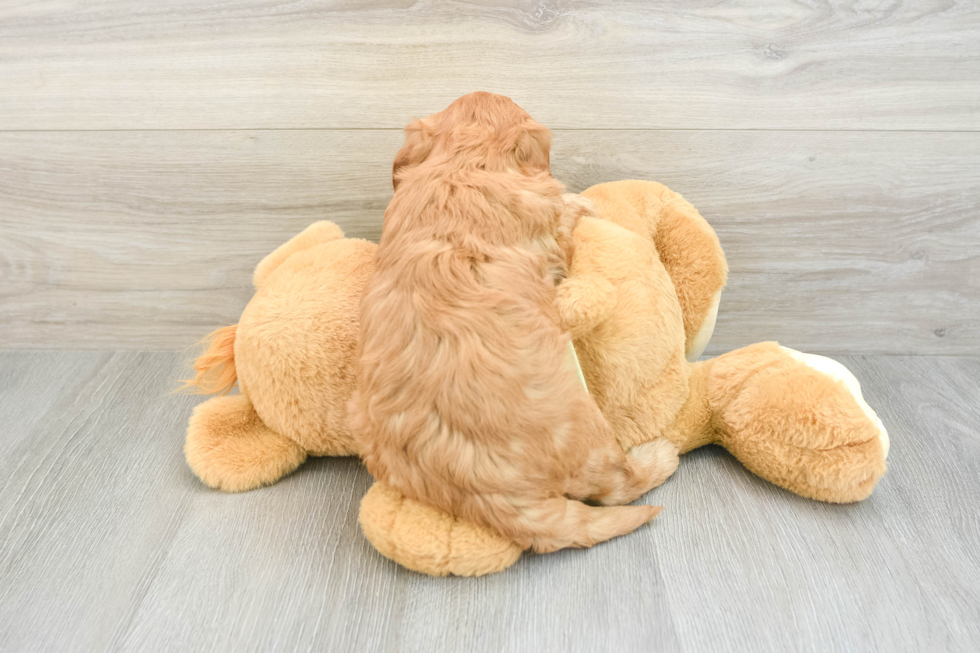 Mini Goldendoodle Puppy for Adoption