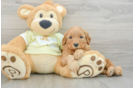 Friendly Mini Goldendoodle Baby
