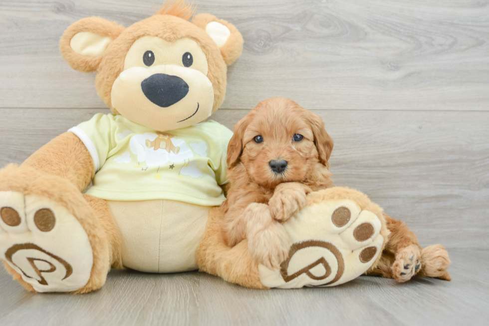 Friendly Mini Goldendoodle Baby
