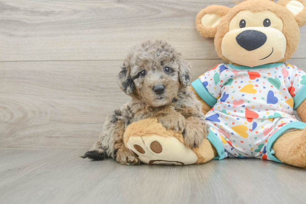 Little Mini Goldenpoo Poodle Mix Puppy