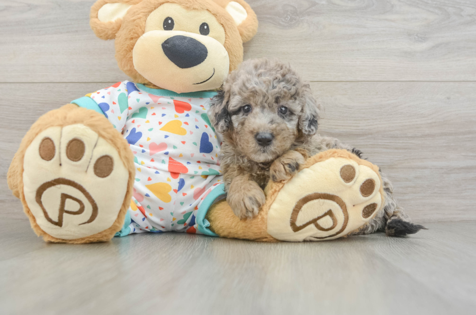 5 week old Mini Goldendoodle Puppy For Sale - Simply Southern Pups