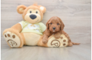 Happy Mini Goldendoodle Baby