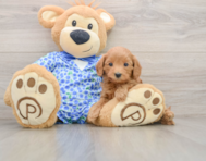 7 week old Mini Goldendoodle Puppy For Sale - Simply Southern Pups