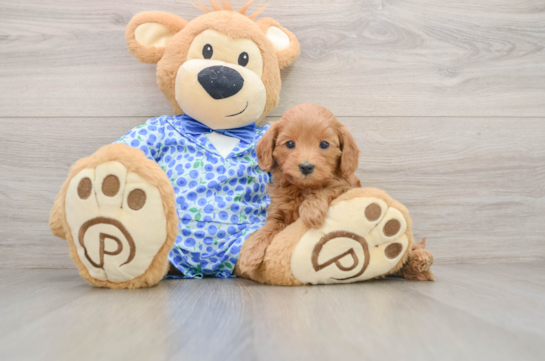 Happy Mini Goldendoodle Baby