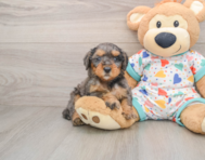 7 week old Mini Goldendoodle Puppy For Sale - Simply Southern Pups