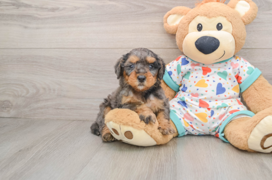 Best Mini Goldendoodle Baby