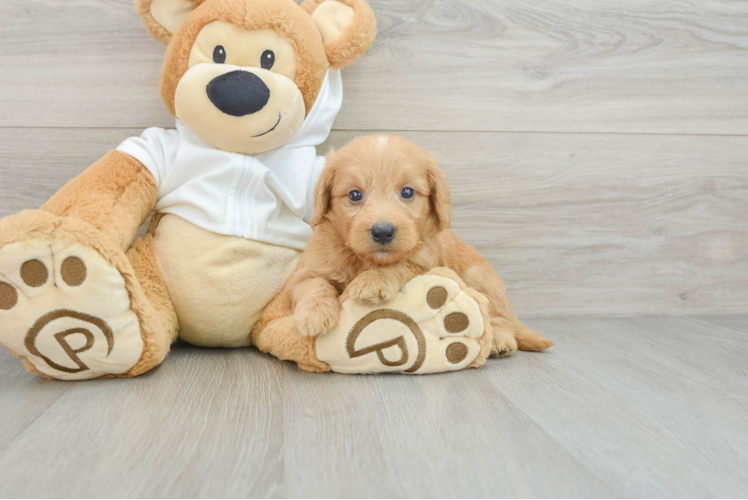 Mini Goldendoodle Pup Being Cute