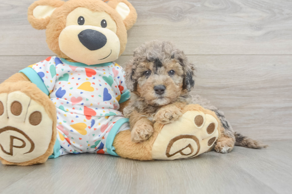 5 week old Mini Goldendoodle Puppy For Sale - Simply Southern Pups