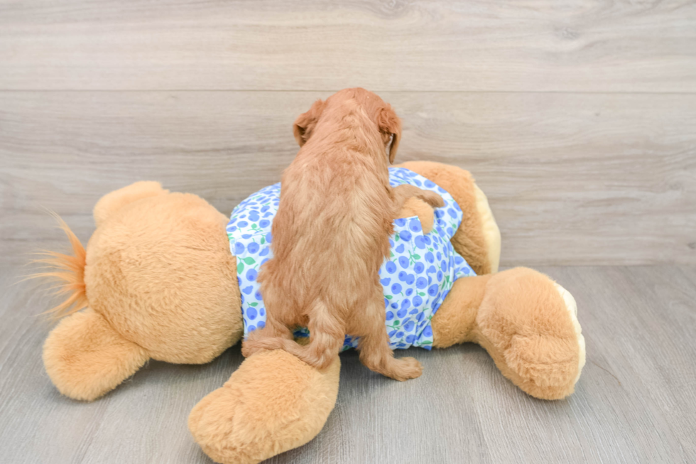 Mini Goldendoodle Pup Being Cute