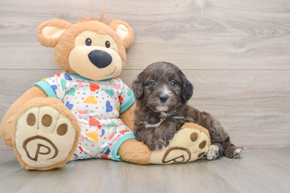 Mini Goldendoodle Pup Being Cute