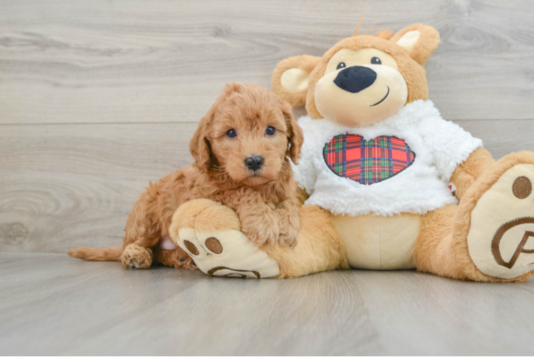 Happy Mini Goldendoodle Baby