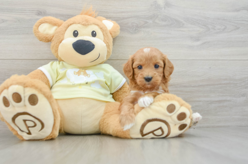 6 week old Mini Goldendoodle Puppy For Sale - Simply Southern Pups