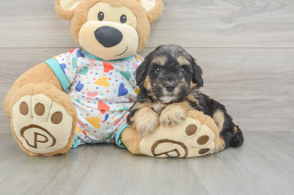 5 week old Mini Goldendoodle Puppy For Sale - Simply Southern Pups