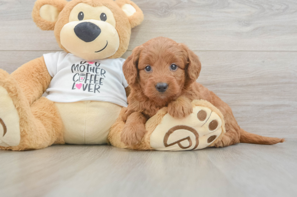 5 week old Mini Goldendoodle Puppy For Sale - Simply Southern Pups