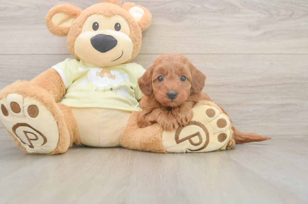 6 week old Mini Goldendoodle Puppy For Sale - Simply Southern Pups